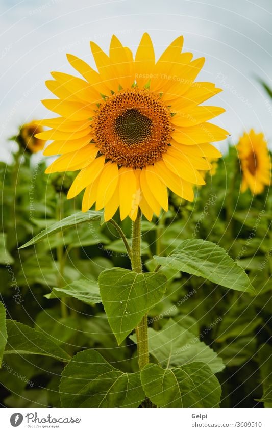 Pretty yellow sunflowers summer nature blossom floral field green agriculture beautiful background beauty plant blooming closeup bright pollen garden sunny leaf