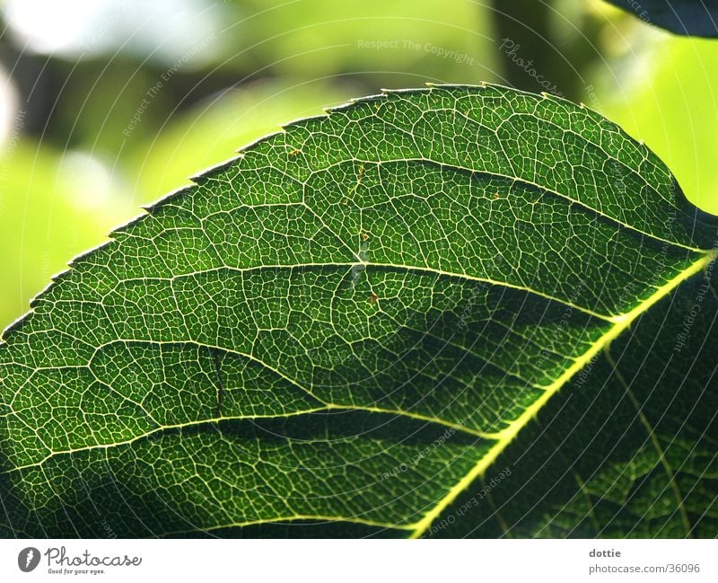 rose petal Leaf Rose leaves Green Vessel Macro (Extreme close-up) Prongs