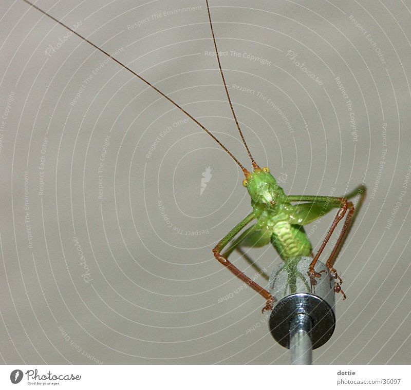 Flip, the grasshopper Locust House cricket Insect Green Macro (Extreme close-up)