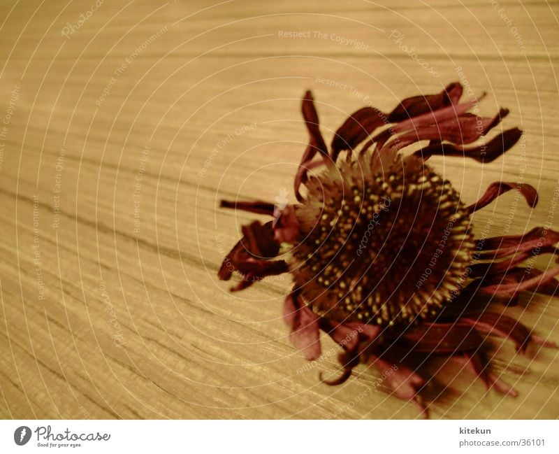 dried up love Flower Red Wood Obscure Desk Macro (Extreme close-up) Bright