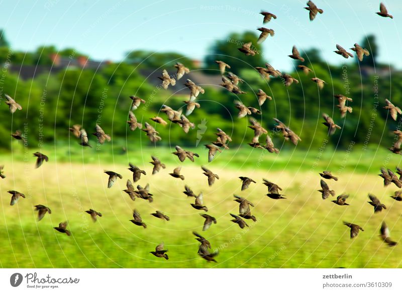 Stare Berlin Starling Flock Far-off places Trajectory Airport Airfield Freedom spring Sky Horizon Deserted taxiway Skyline Summer Mirror image Tempelhof