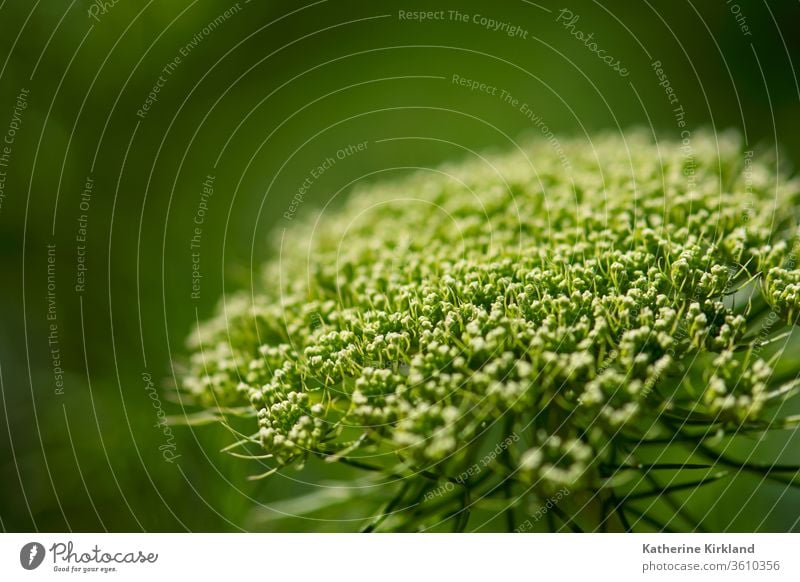 Green Queen Ann's Lace queen anns lace ann’s annes anne’s flower floral nature natural bud macro detail botanical botany wild wildflower garden plant grow