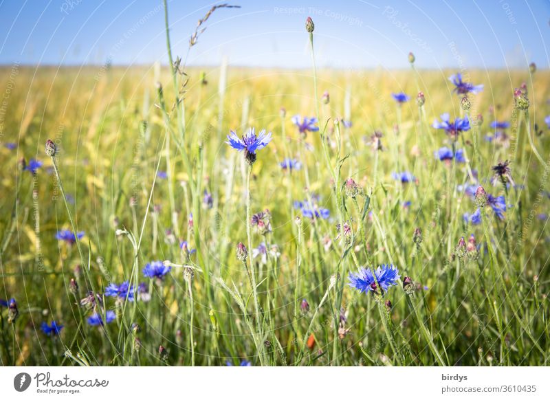 Blue, blooming cornflowers at the edge of the field Margin of a field bleed Field Summer Cloudless sky Shallow depth of field Blossoming Warmth Landscape