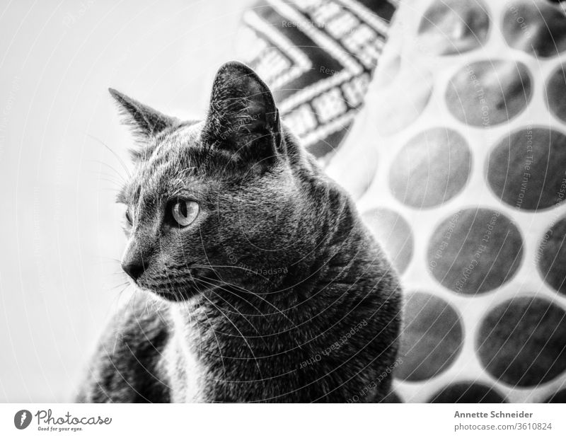 Cat Portrait Animal portrait Neutral Background Interior shot Black & white photo Contentment Pet Elegant Esthetic