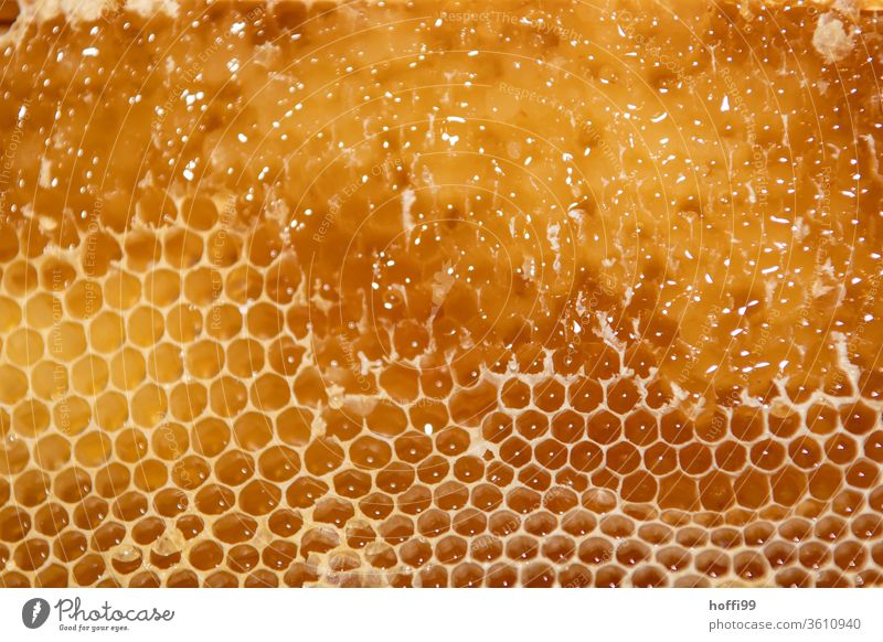 opened honeycomb with rape seed before spinning Bee-keeping Bee-keeper keep beekeepers Honey honey production organic farming ecologic Honey bee Food Healthy