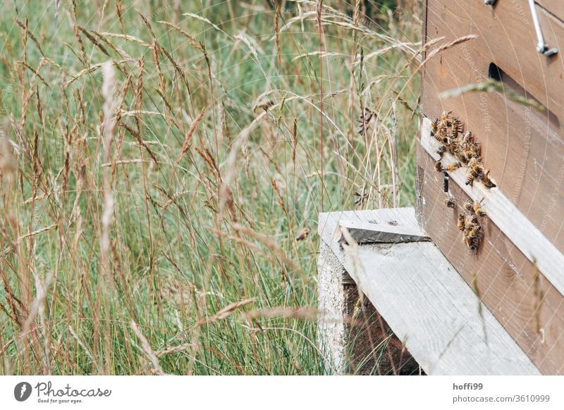 Beehives on flowering willow Bee-keeping Bee-keeper keep beekeepers Honey honey production organic farming ecologic Honey bee Food Healthy Summer Apiary Nature