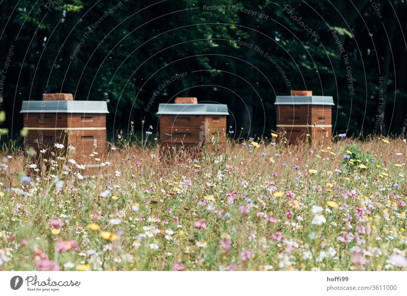 Beehives on flowering willow Bee-keeping Bee-keeper keep beekeepers Honey honey production organic farming ecologic Honey bee Food Healthy Summer Apiary Nature