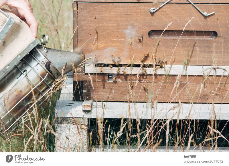 Beekeeper calms the bees at the flight hole with smoke from a smoker Bee-keeping Bee-keeper keep beekeepers Honey honey production organic farming ecologic