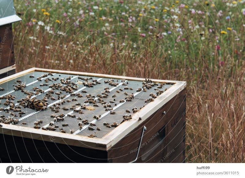 View of an open beehive with end grille Bee-keeping Bee-keeper keep beekeepers Honey honey production organic farming ecologic Honey bee Food Healthy Summer