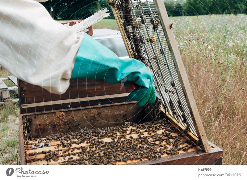 Beekeeper opens the closing grid to the honey room Bee-keeping Bee-keeper keep beekeepers Honey honey production organic farming ecologic Honey bee Food Healthy