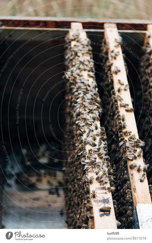 two honeycombs with bees in the honey room Bee-keeping Bee-keeper keep beekeepers Honey honey production organic farming ecologic Honey bee Food Healthy Summer