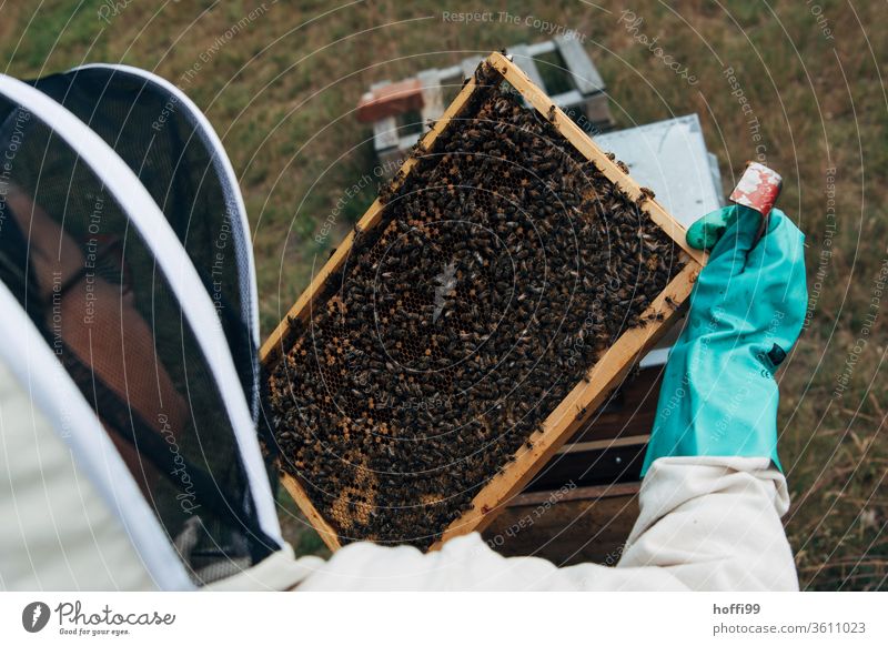 Sighting of the honeycombs Bee-keeping Bee-keeper keep beekeepers Honey honey production organic farming ecologic Honey bee Food Healthy Summer Apiary Beehive