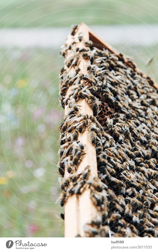 full honeycombs with bees in front of blooming meadow Bee-keeping Bee-keeper keep beekeepers Honey honey production organic farming ecologic Honey bee Food