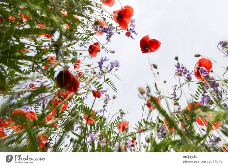 Isn't today poppy day? - Poppies on a flower meadow from a frog's perspective poppies meadow flowers Flower meadow Worm's-eye view Plant bleed blossom spring