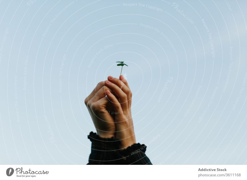 Crop woman with clover leaf shamrock plant nature green gentle delicate minimal female summer blue sky cloudless flora environment idyllic daytime tranquil