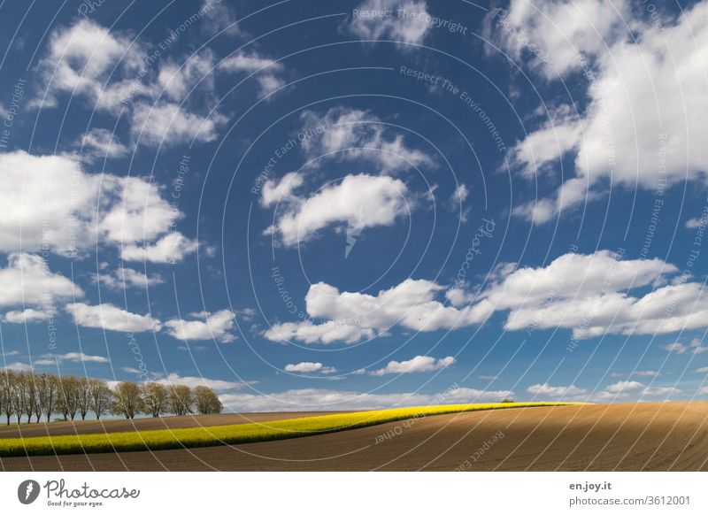 Field and rape field up to the horizon under a blue sky with clouds and an avenue at the edge Sky Clouds Sheep Clouds Horizon Wide angle Agriculture fields acre