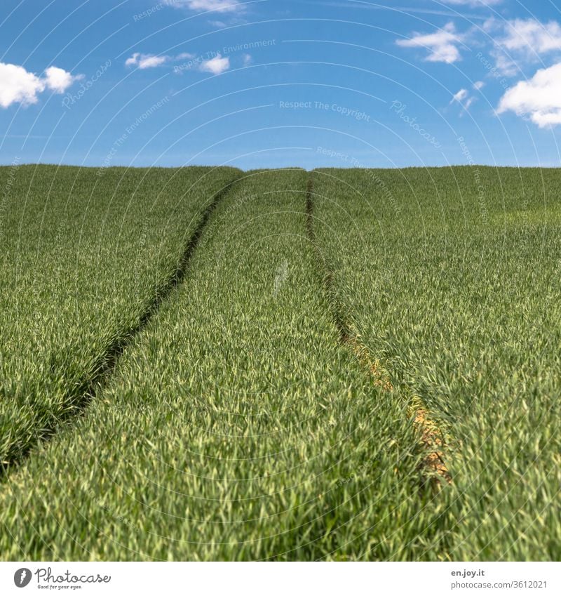 Tractor track in a cornfield to the horizon Cornfield Wheatfield Grain Grain field Agriculture agrarian extension Horizon hillock okö green Sky Growth Climate