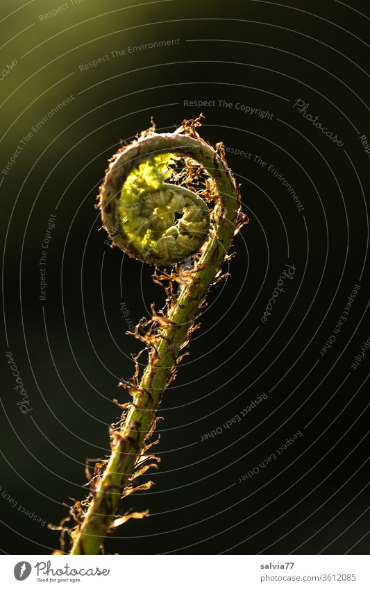 Fern circles against the light Nature Plant Back-light Spiral whorls Growth unfolding Forms and structures Macro (Extreme close-up) Neutral Background