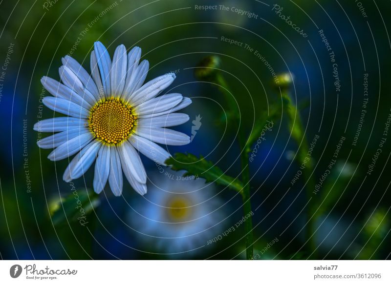 brilliant daisies Nature marguerites = Proudly Presents Flower Blossom Summer Plant Garden Meadow Meadow flower Colour photo Blossoming Fragrance