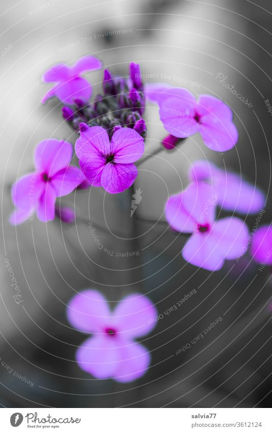 Purple flowers Flower Blossom purple Plant lilac Blossoming Garden Summer Macro (Extreme close-up) Violet Contrast Fragrance Deserted Shallow depth of field