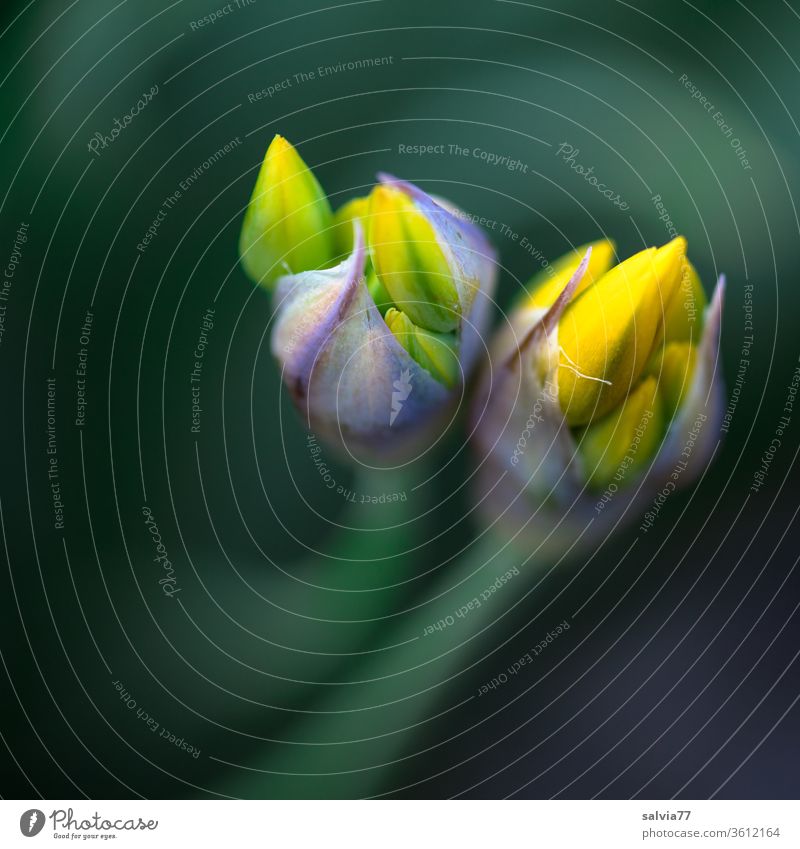 yellow flower buds in spring Allium moly Spring Flowering Yellow Blossom Garden Plant Nature Bud two Macro (Extreme close-up) Blossoming Shallow depth of field