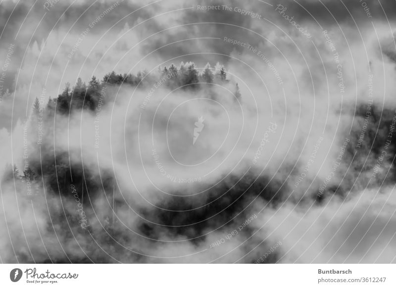 Mountain forest atmosphere in the mist Forest Fog Autumn Light tree Exterior shot Landscape Shadow Silhouette Contrast Deserted Nature Loneliness mountain Alps