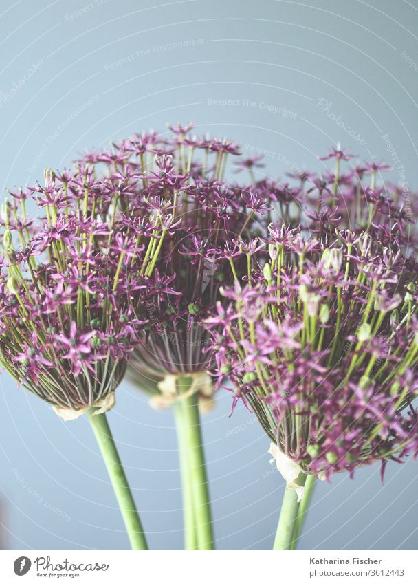 ornamental onion allium Flower Nature Colour photo Close-up Garden Purple Floral alliums Allium rosenbachianum Day Violet Beautiful Natural Organic Seasons