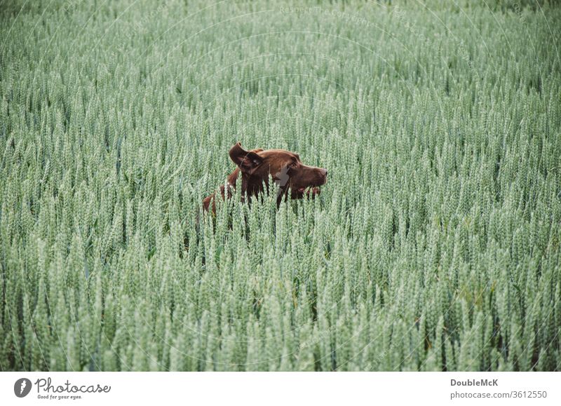 Dog runs and jumps around in the cornfield Nature Exterior shot Colour photo Day Deserted Trip Dog's head green Brown Grain Grain field muck about