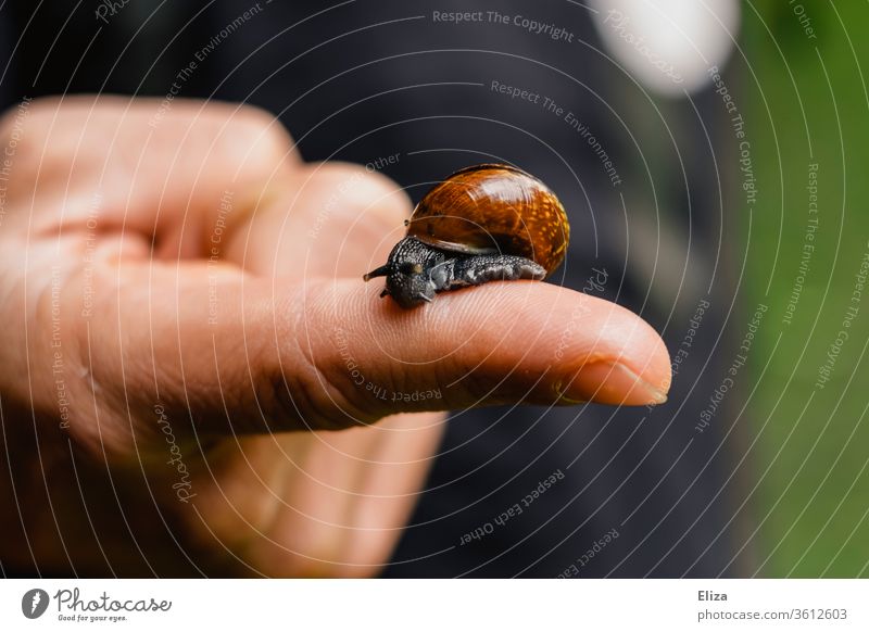 Small Roman snail with snail shell on one finger Snail shell Animal Crumpet Fingers by hand take hold of sb./sth. Nature Feeler Human being stop Be confident