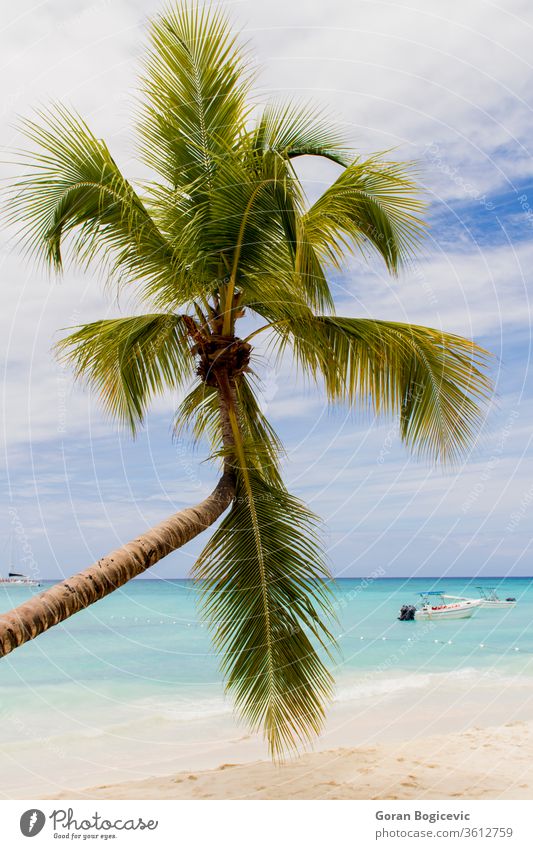 Tropical beach dominican sky travel blue tropical paradise water ocean sea coast sand vacation caribbean wave summer island nature palm landscape scenic shore