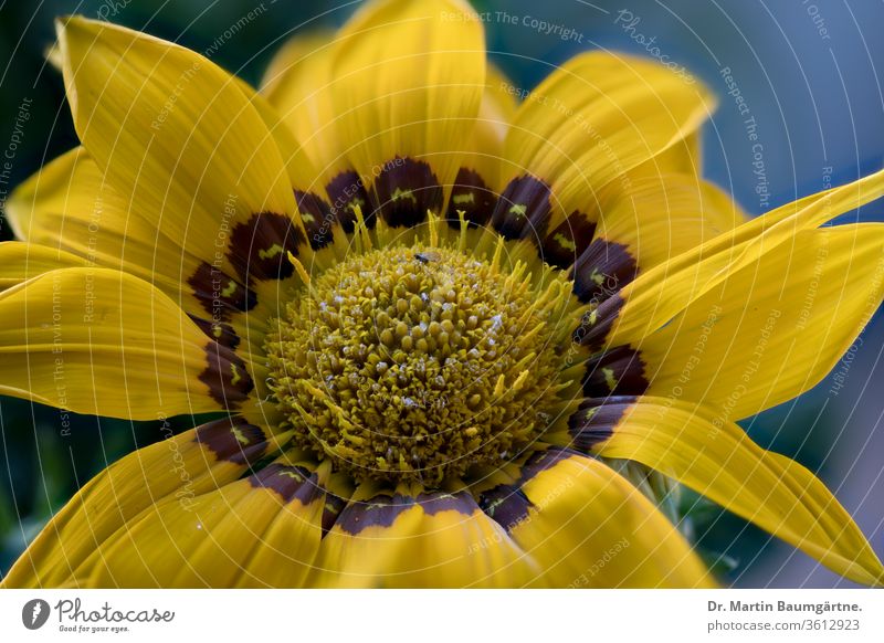 Gazania rigens cultivar, treasure flower from South Africa. now common in areas with Mediterranean climate flowerhead herb herbaceous plant Compositae yellow