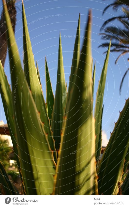 aloe Aloe Plant Flower