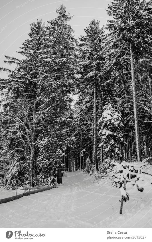 snowy landscape Winter Snow Winter vacation Winter mood Winter forest Exterior shot Colour photo Nature Forest Deserted Frost chill tree Snowstorm Snowscape