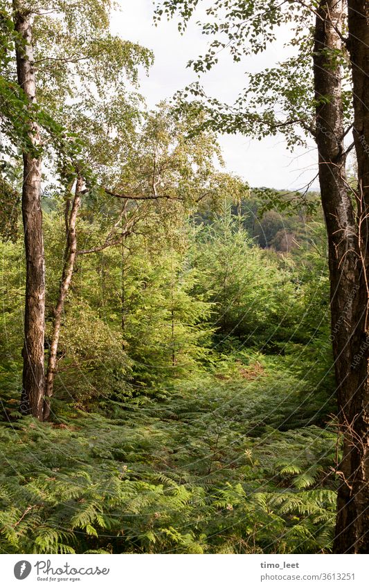 Green idyll over the Ruhr area. Forest plants Fern Fern leaf tree huts birches Sun Visual spectacle Sunset Dusk Evening Nature green tranquillity spring Summer