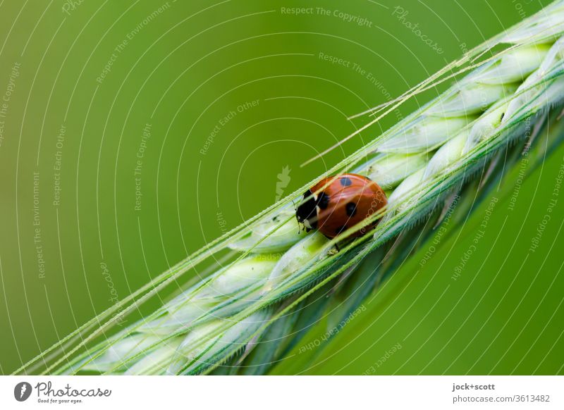 Ladybird especially likes the ear of corn Ear of corn Grain Insect beneficial Nature Animal portrait Agricultural crop Green Plant Growth Tilt Partially visible