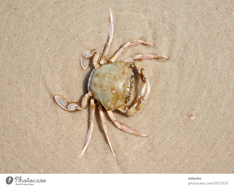 live crab on the sandy shore of the Black Sea, top view, Ukraine sea claw animal shellfish nature food seafood fresh background white marine closeup life raw