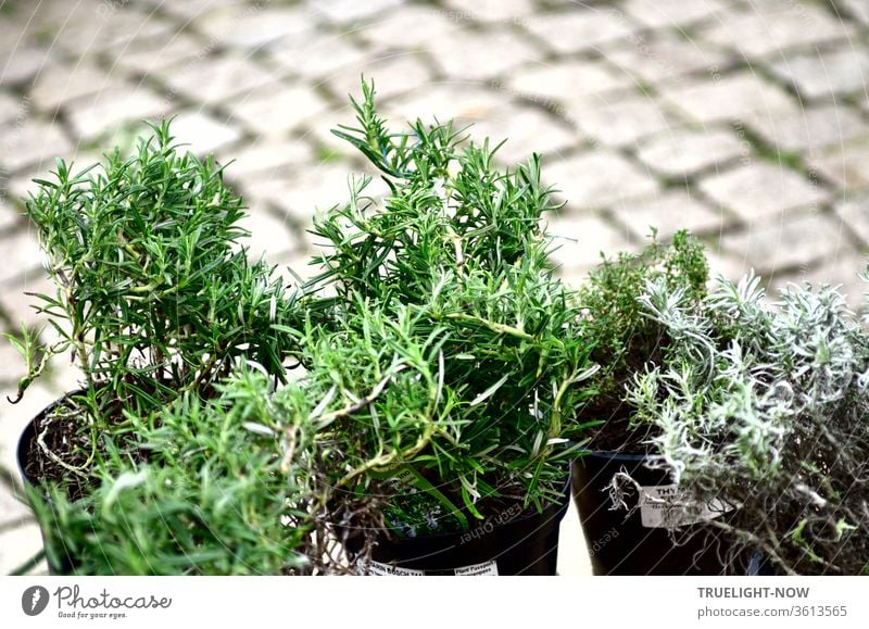 Some pots with Mediterranean herbs are standing on the cobblestones of the market place and wait to be bought Rosemary Thyme plants aromatic herbs Marketplace