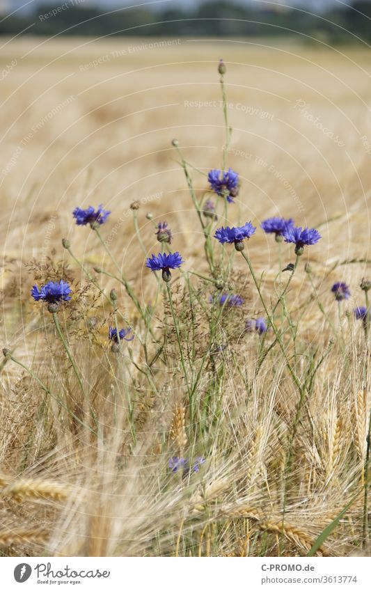 Cornflowers in the cereal field II Crops Nature agrarian Summer Grain field