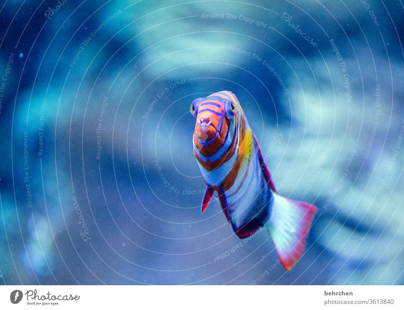 an orthodontic treatment would have been advisable flowed Lake Ocean Wild animal Nature Deserted Animal portrait Underwater photo Colour photo Aquarium Water