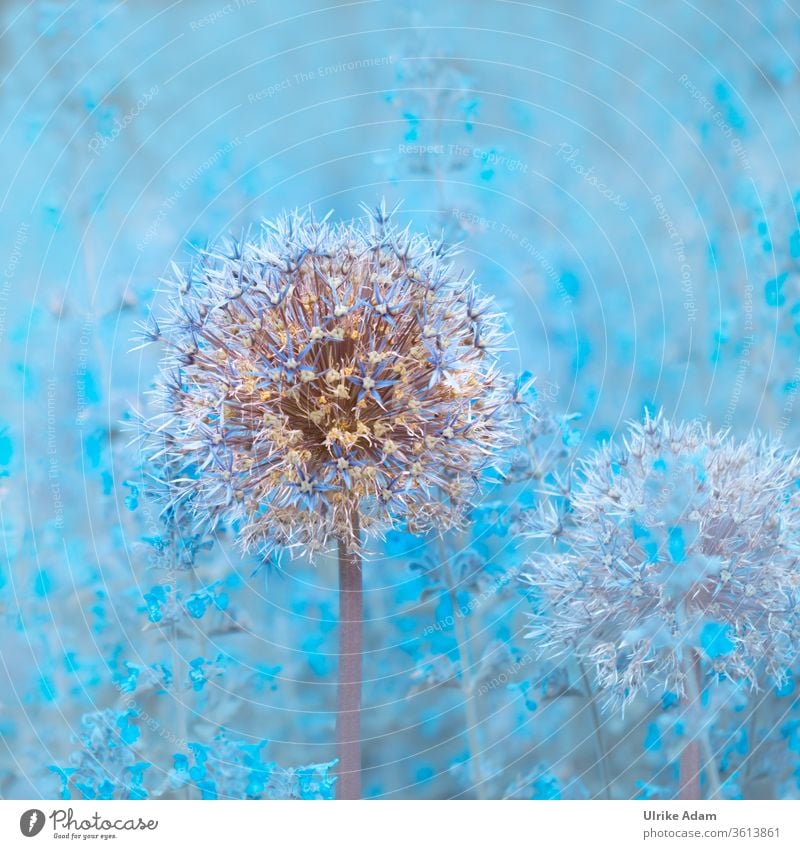 Faded ornamental garlic ( Allium ) in the blue sea of flowers of catnip ( Nepeta ) allium Blue Bright bleed Plant Colour photo Garden Nature Exterior shot