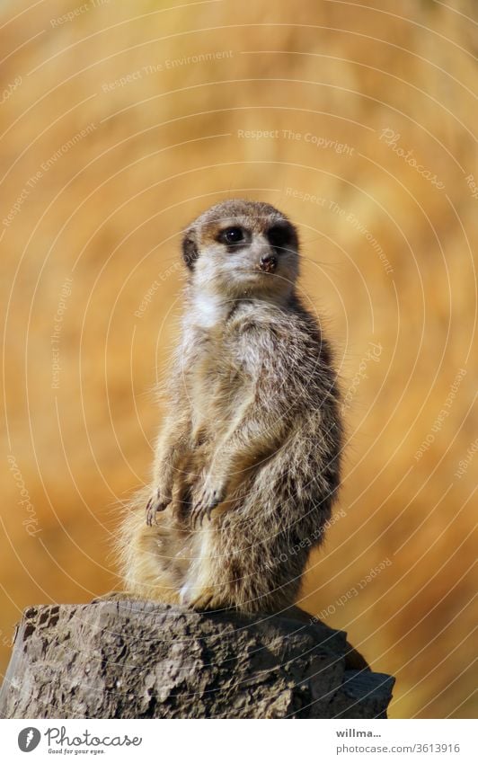 Meerkat - the guardian Wild animal Observe supervision Supervisor observation posts vigilantly Watchdog man awake sentinel Keeping watch keep watch Watchfulness