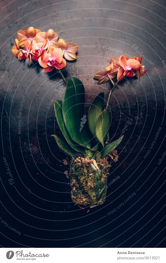 Orange Phalaenopsis Orchid Plant orchid plant bloom orange moth flower phalaenopsis blossom macro garden petal green tropical nature bright decoration spring