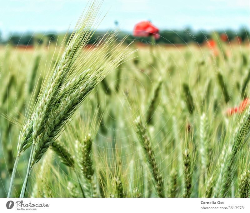 Grain field in sunlight with poppies in the background. Wheat Field Summer grain Ear of corn Agriculture Harvest Cornfield Nature Wheatfield Exterior shot