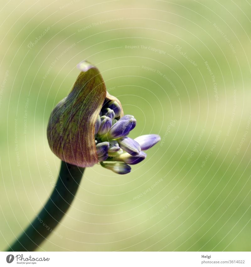 break-up - breaking up bud of Agapanthus, also called decorative lily or love flower agapanthus Love flower awakening flowers bleed Ornamental plant Plant Stalk