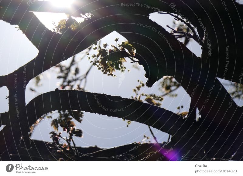 spring awakening, tree in backlight Sun Back-light Sky Shadow Nature Sunbeam Forest Sunlight Light Plant Beautiful weather Silhouette Light (Natural Phenomenon)