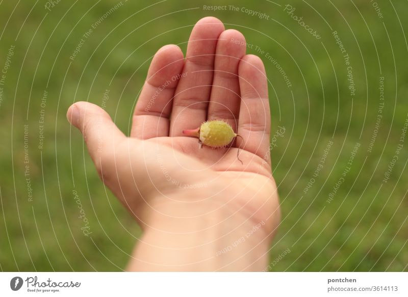 Hand holding immature chestnut in front of green lawn. Protection. Nature. Appreciation Chestnut Immature Small prickles Sheath by hand stop Estimation Plant