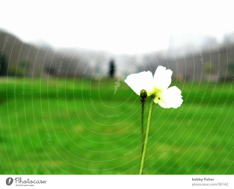 solitaire Flower Plant Park Green Paris Bright Loneliness