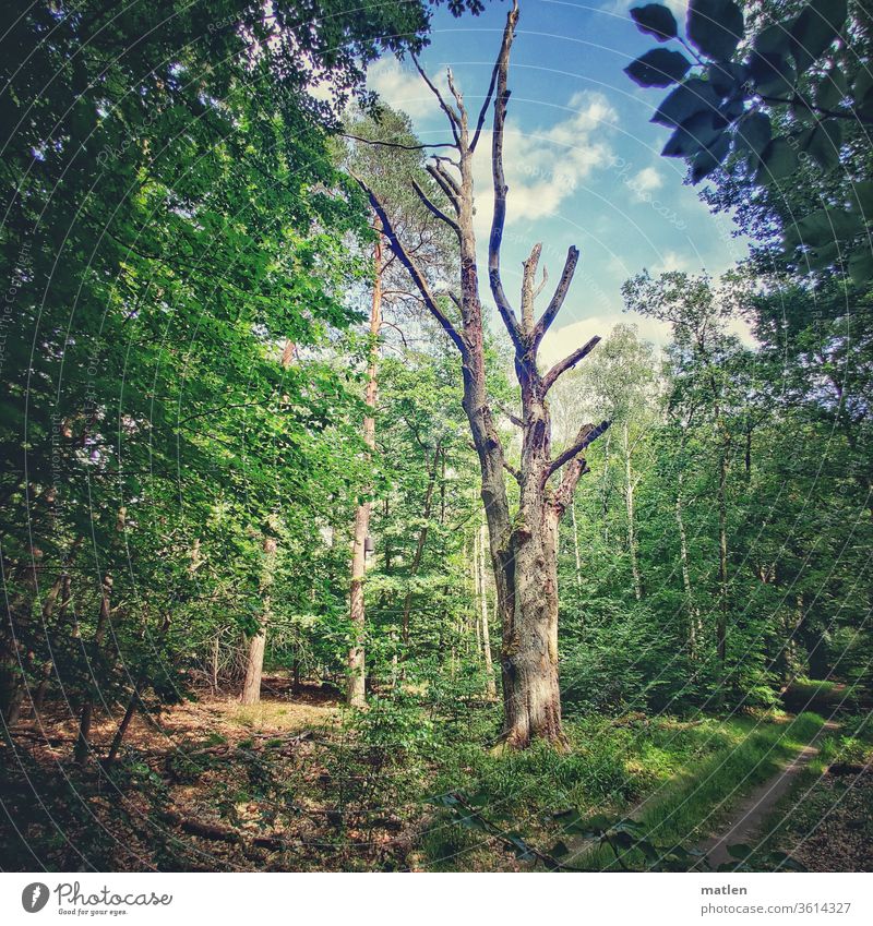 My friend the tree is dead. die Berlin Grunewald aridity Death of a tree Exterior shot Forest Sky Deserted Blue green Clouds mobile