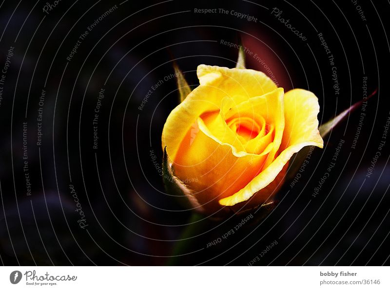 rose glowing Rose Flower Plant Yellow Black Beautiful Multicoloured Orange