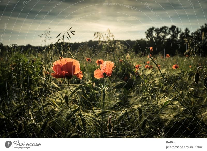 Glowing poppies in the evening light. Poppy poppy flower Cornfield Nature flowers Garden Plant Sun Summer jump spring Field bleed blossom buzzer flora Pedals